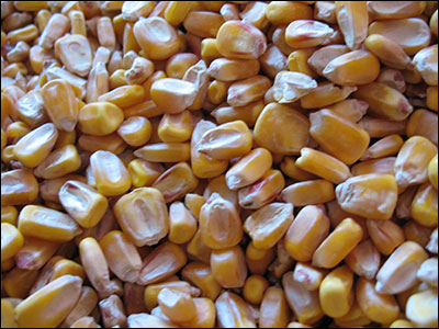 Corn kernels