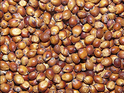 Grain Sorghum seeds