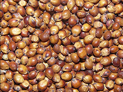 sorghum grain