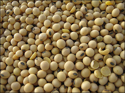 Soybean